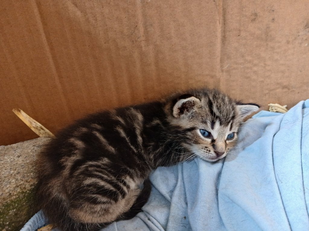 Kittens te koop ( nog 1 rood poesje foto 2), Meerdere dieren, Kortharig, 0 tot 2 jaar
