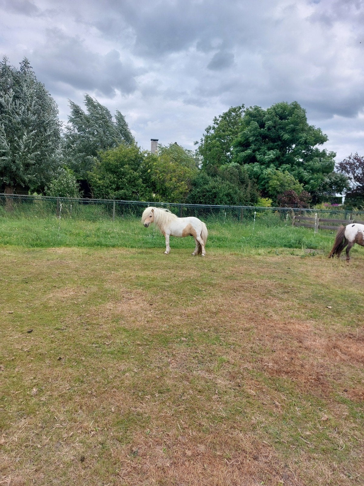 Te koop palomino bonte hengst, Dieren en Toebehoren, Hengst, A pony (tot 1.17m), 0 tot 2 jaar