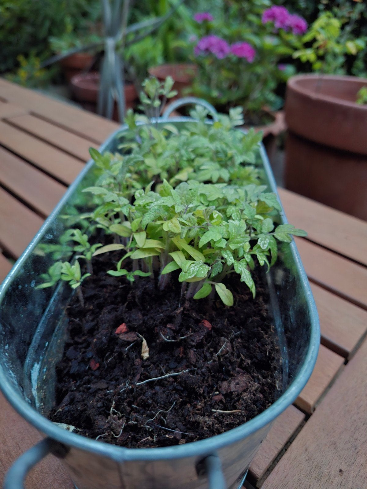 GRATIS OPHALEN! Tiny Tim Cherry Tomaten plantjes!, Ophalen, Overige soorten, Volle zon