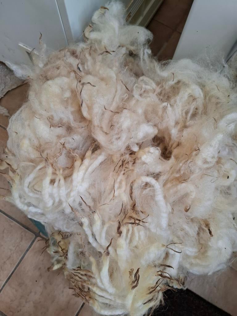 Ruwe vachtwol Swifter x Poll Dorset, voor spinnen, Hobby en Vrije tijd, Ophalen of Verzenden, Nieuw, Spinwol