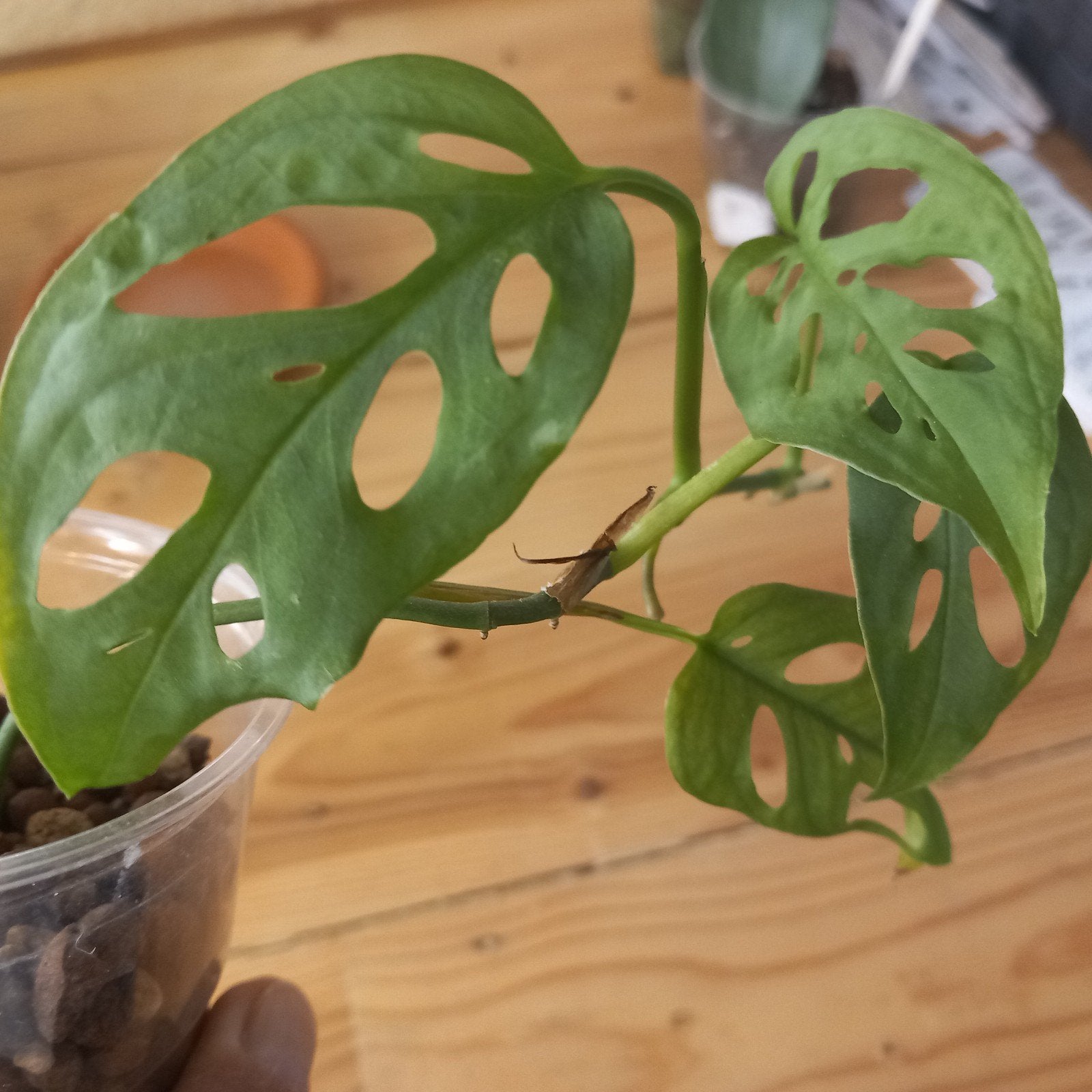 monstera acuminata stek nr 22, Huis en Inrichting, Ophalen of Verzenden, Halfschaduw, Minder dan 100 cm