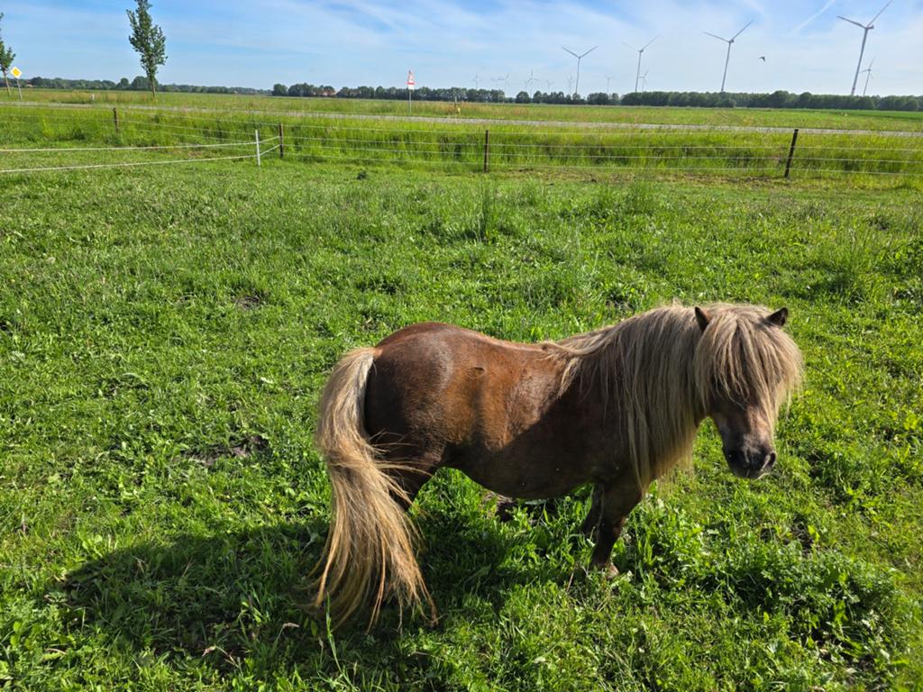 Stamboek Shetlander merry, Merrie, A pony (tot 1.17m), 0 tot 2 jaar