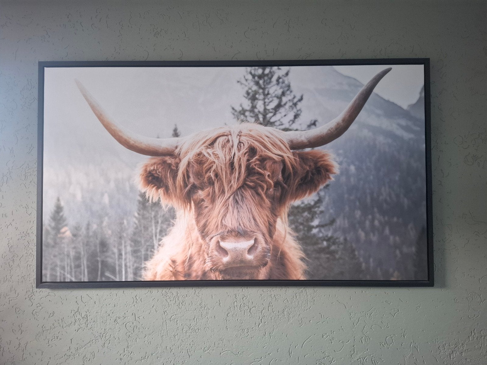 Schotse Hooglander schilderij, Ophalen, Zo goed als nieuw, Schilderij, 75 cm of meer