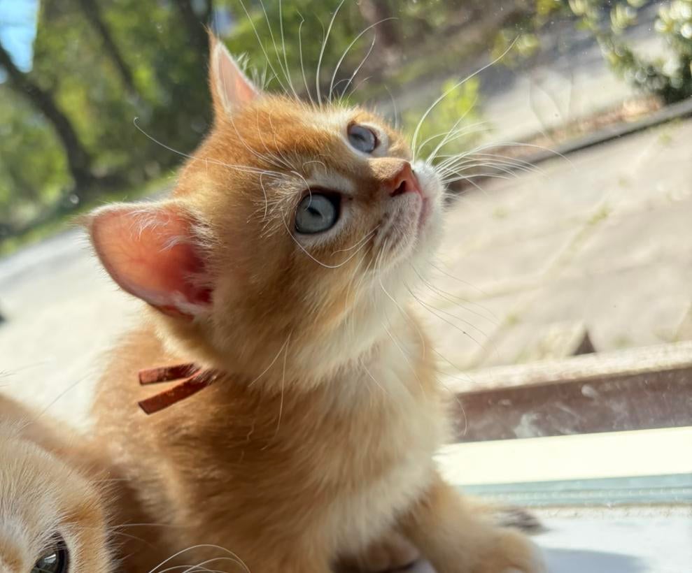 Laatste poesje! Brits korthaar met stamboom, Dieren en Toebehoren, Katten en Kittens | Raskatten | Korthaar, Meerdere dieren, Met stamboom