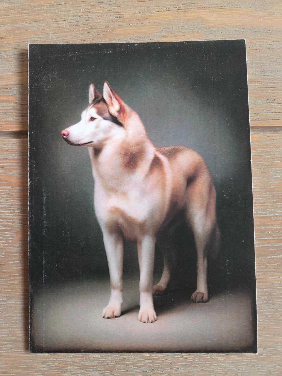 HUSKY, Ophalen, Hond of Kat