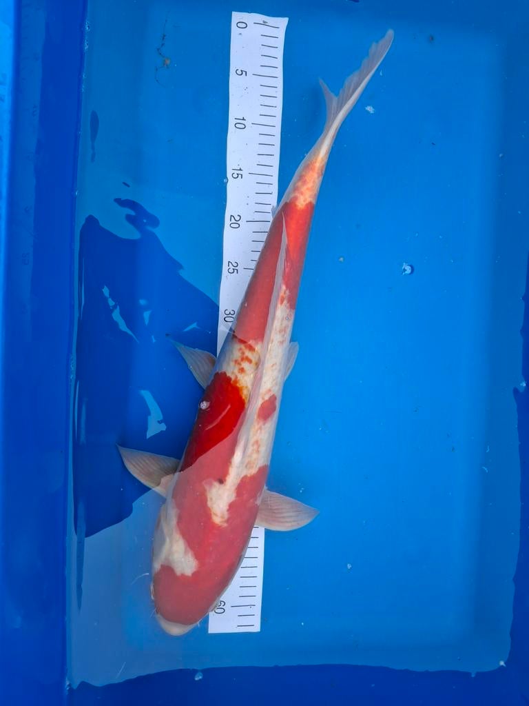 Koi kohaku. 65 cm., Dieren en Toebehoren, Karper of Koi