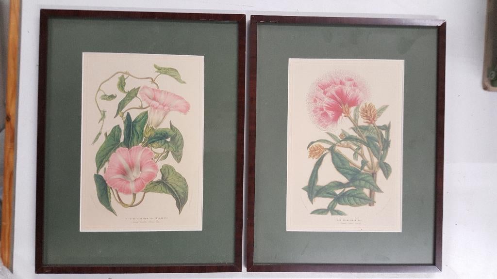 Twee botanische prenten (19e-eeuws), Ophalen of Verzenden, Flora en Fauna, 1800 - 1899