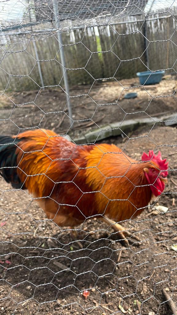 New Hampshire Haan en Hen te koop, Meerdere dieren, Kip