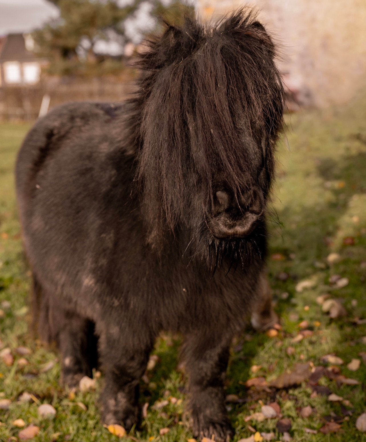 Maatje voor het leven gezocht🐴, Weidegang, 1 paard of pony