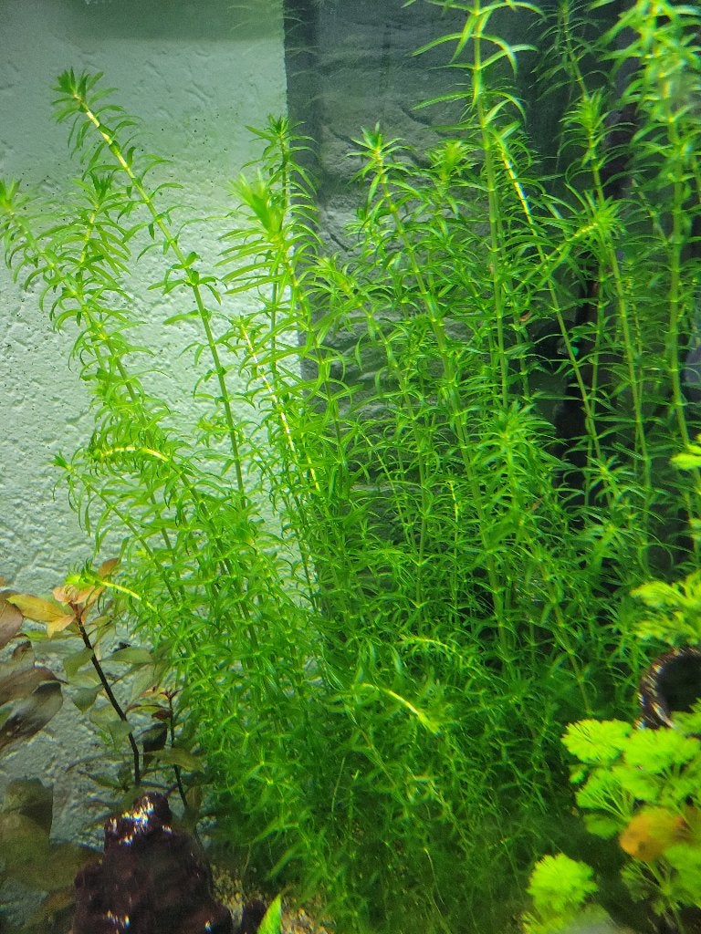 Aquarium plant waterpest 20 stengels, Ophalen, Nieuw, Plant(en), Steen of Hout, Overige merken