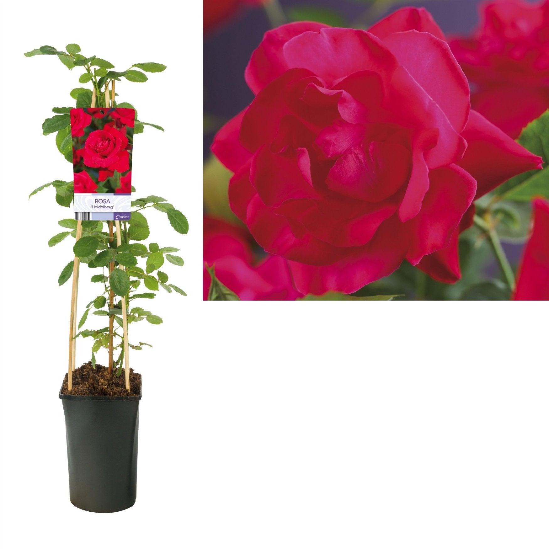 Klimrozen / veel kleuren beschikbaar 50/75 cm🌹🌹, Ophalen of Verzenden, Overige soorten, Volle zon
