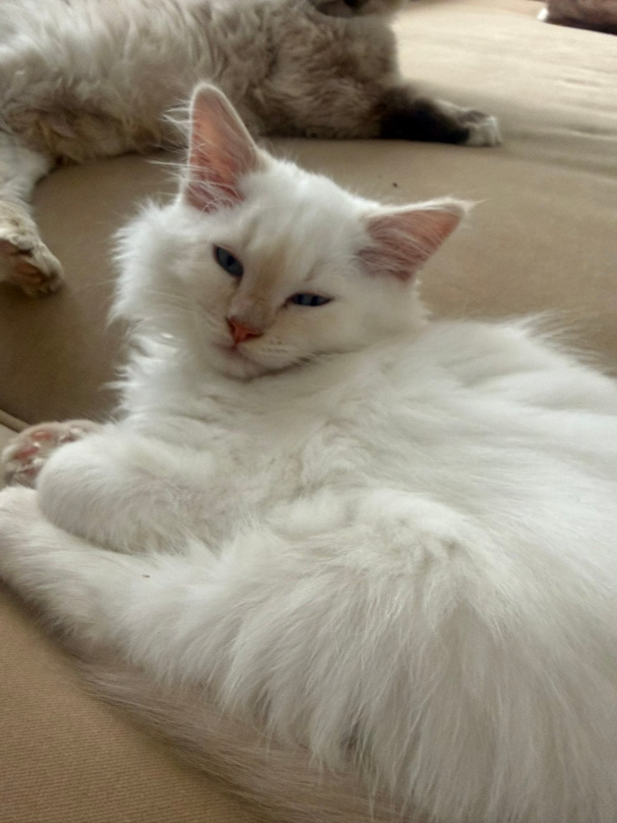 Practhige ragdoll katers raszuiver, Dieren en Toebehoren, Kater