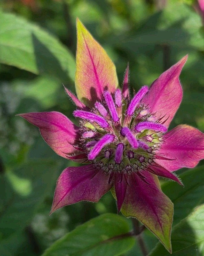 Monarda fistulosa 'Menthifolia' zaden, Bergamot, Tuin en Terras, Ophalen of Verzenden, Volle zon
