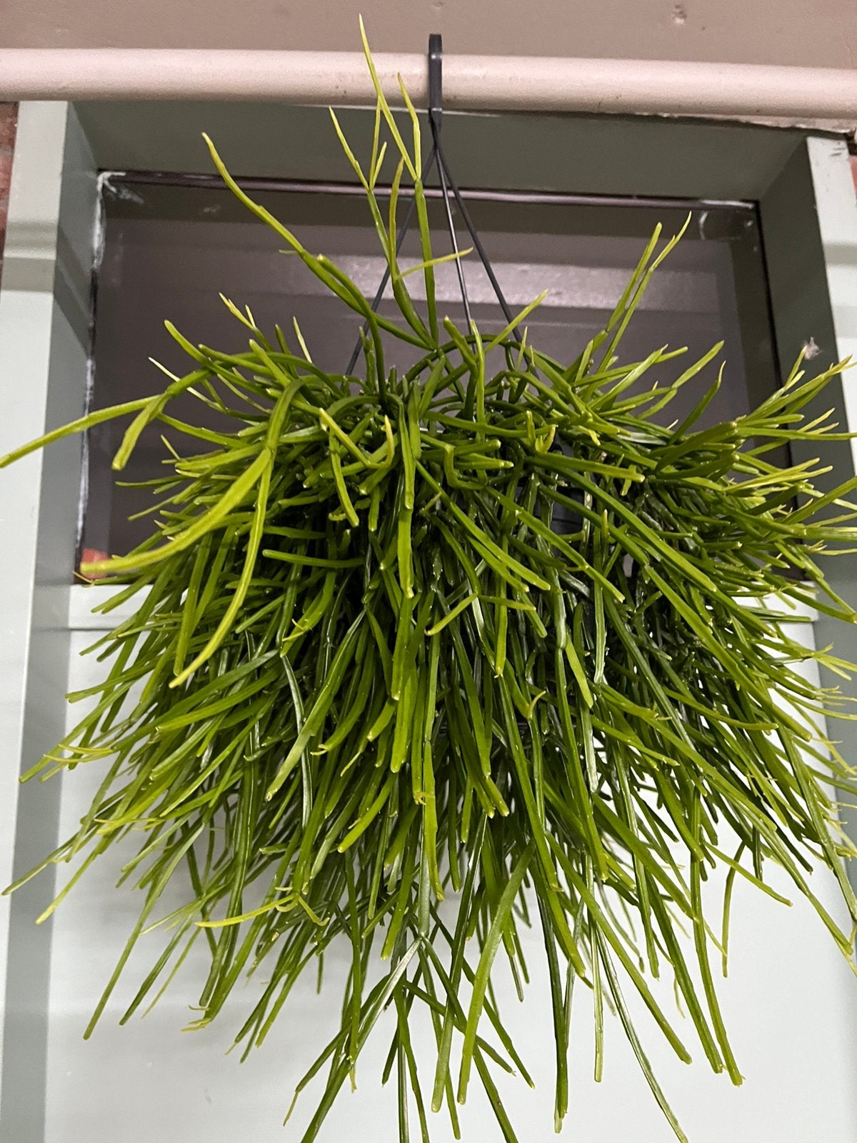 Rhipsalis kirbergii, Ophalen of Verzenden, Halfschaduw, Minder dan 100 cm