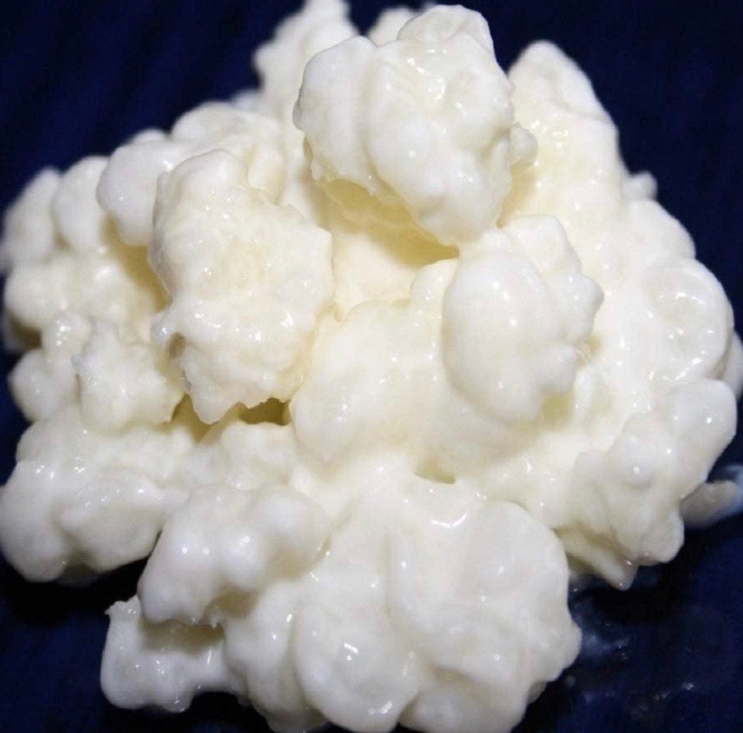 Kefir cultuur a 40 gram, Ophalen