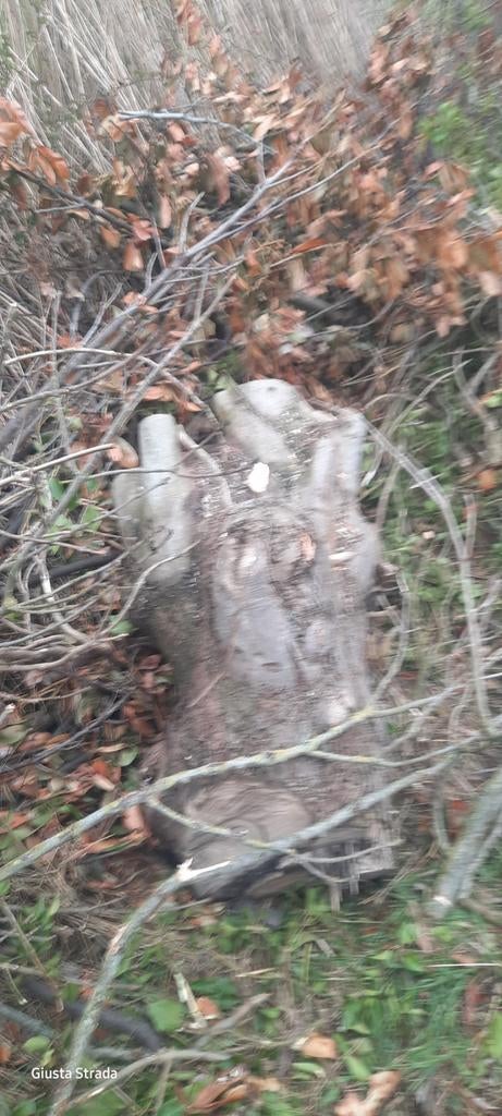 Brandhout van Esdoorn en Elzen, Minder dan 3 m³, Ophalen of Verzenden