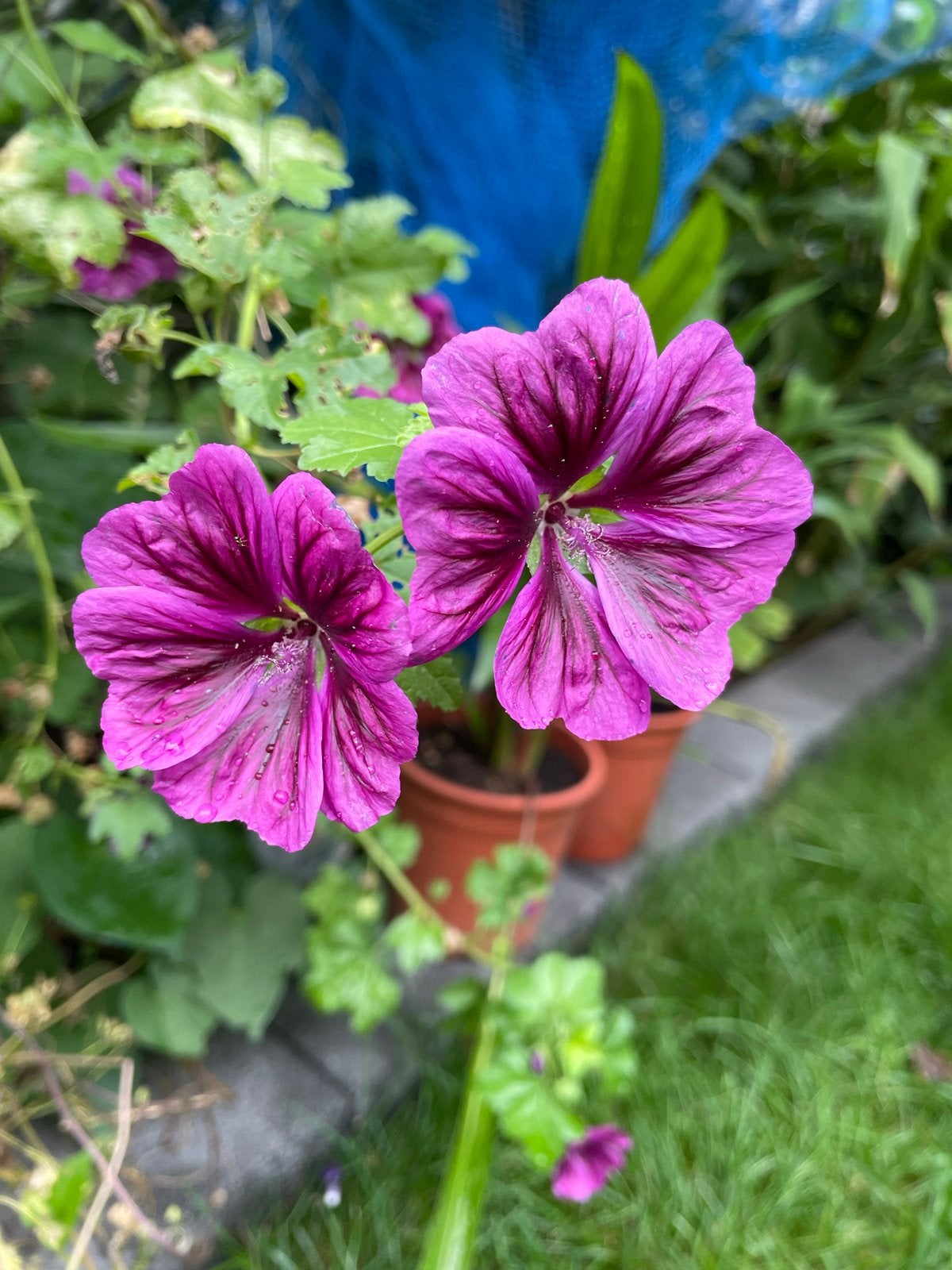 Kaasjeskruid Zaden - Malva Sylvestris, Verzenden, Voorjaar, Volle zon, Zaad