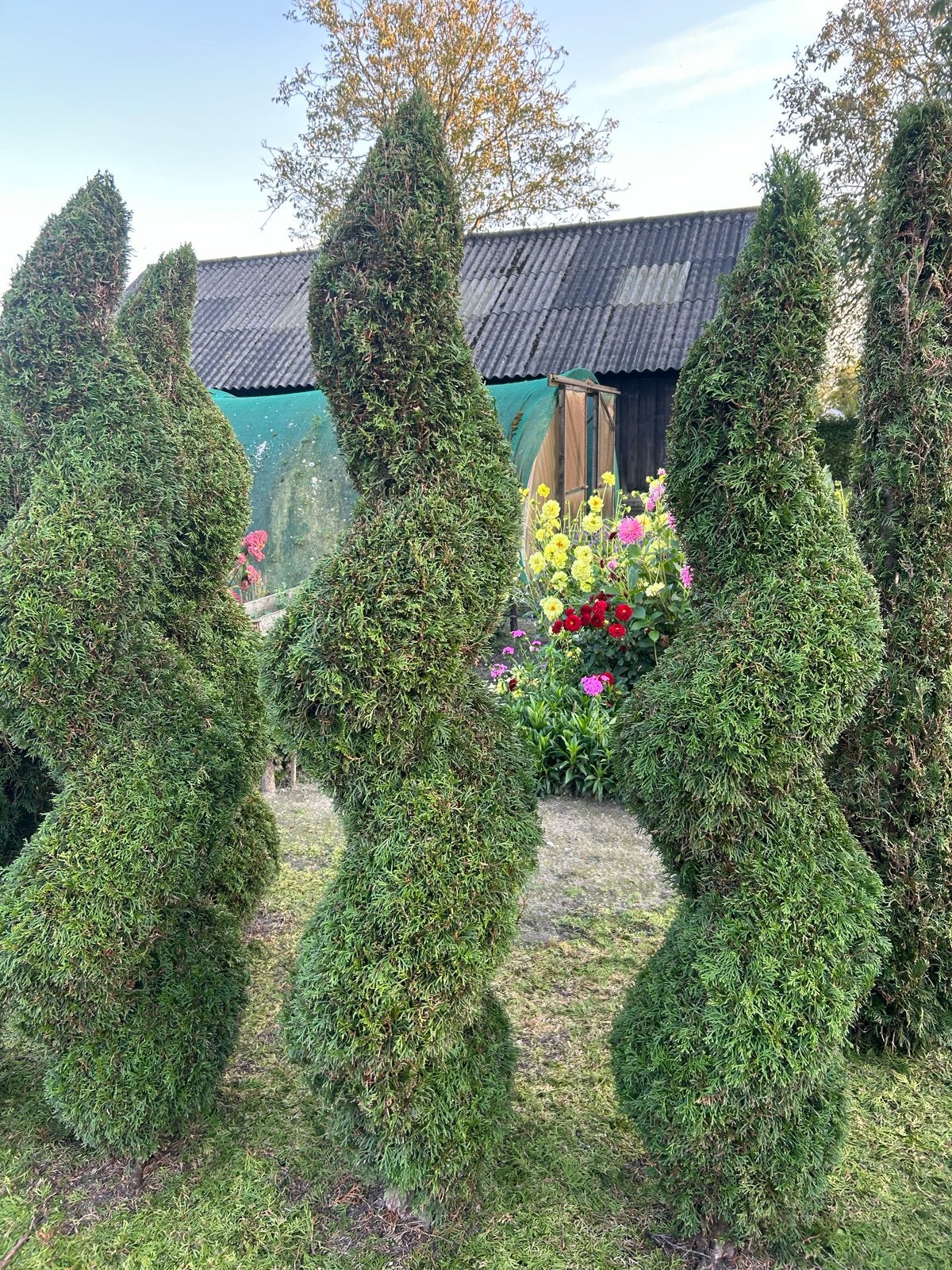 Smaragd Conifeer Spiraal 180cm - Elegante Tuinplant, Volle zon, Vaste plant, Bloeit niet, Ophalen