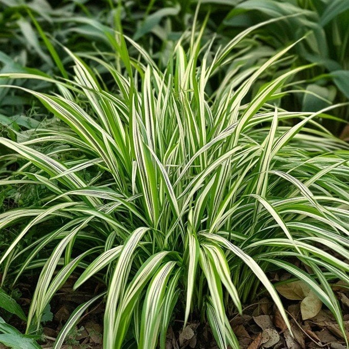 Carex morrowii (japanse zegge), Ophalen, Vaste plant, Siergrassen, Bloeit niet