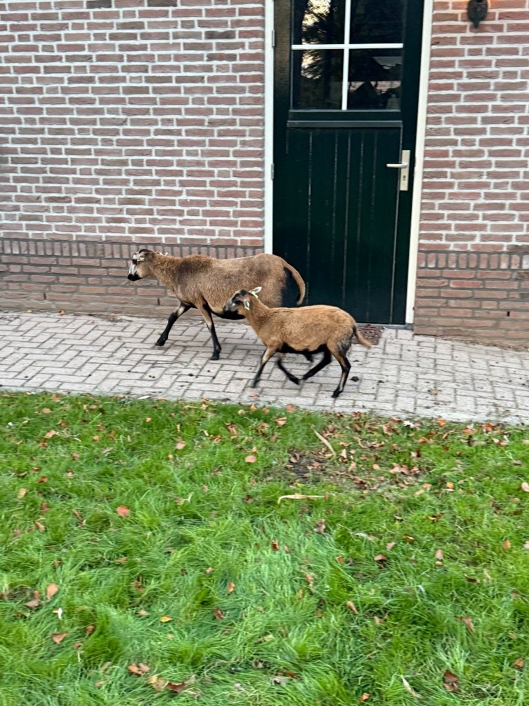 Maasduinen schapen, Dieren en Toebehoren, Vrouwelijk, Schaap, 0 tot 2 jaar