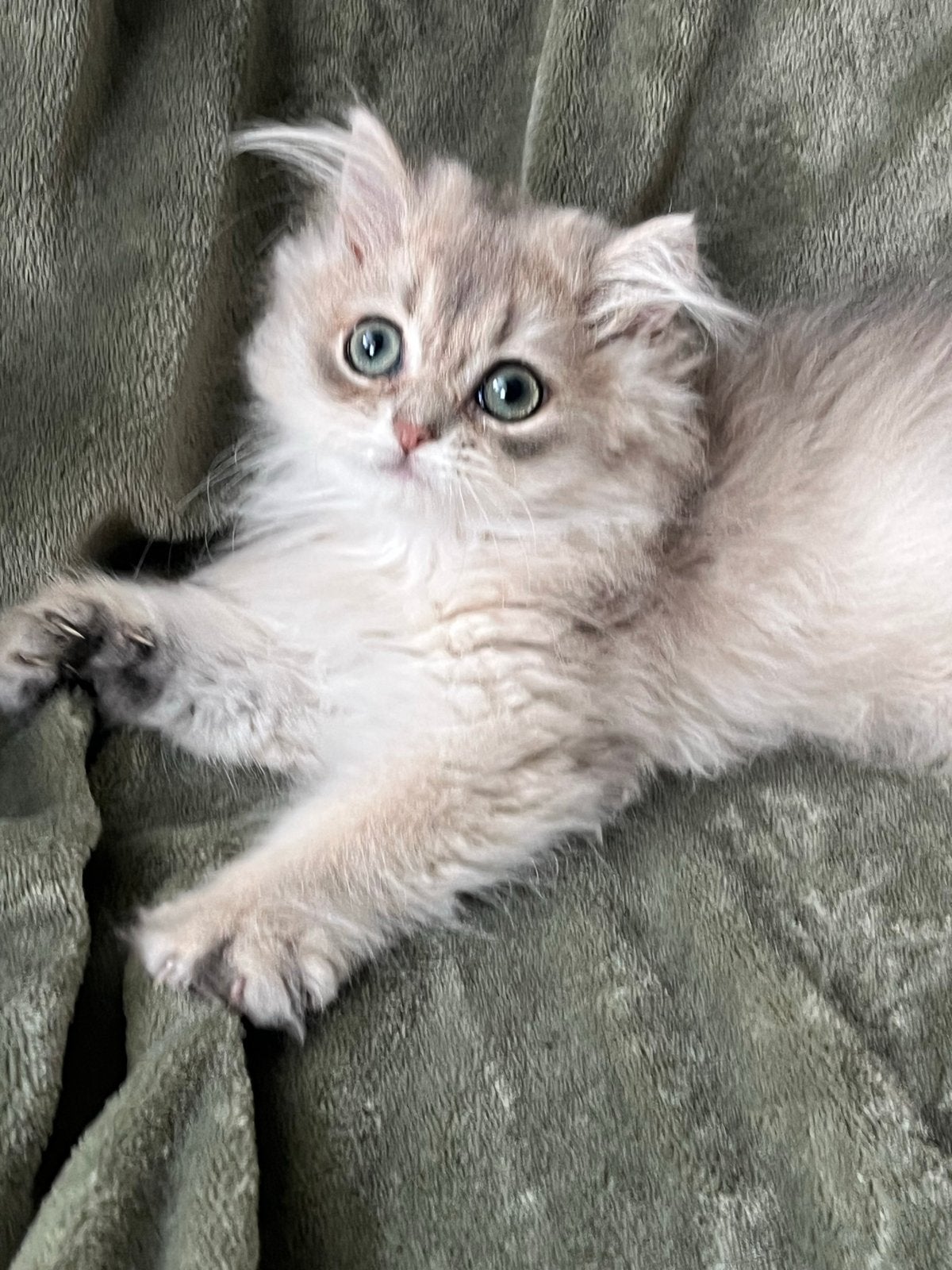 Britse langhaar kitten .blue golden met stamboom, Dieren en Toebehoren, Katten en Kittens | Overige Katten