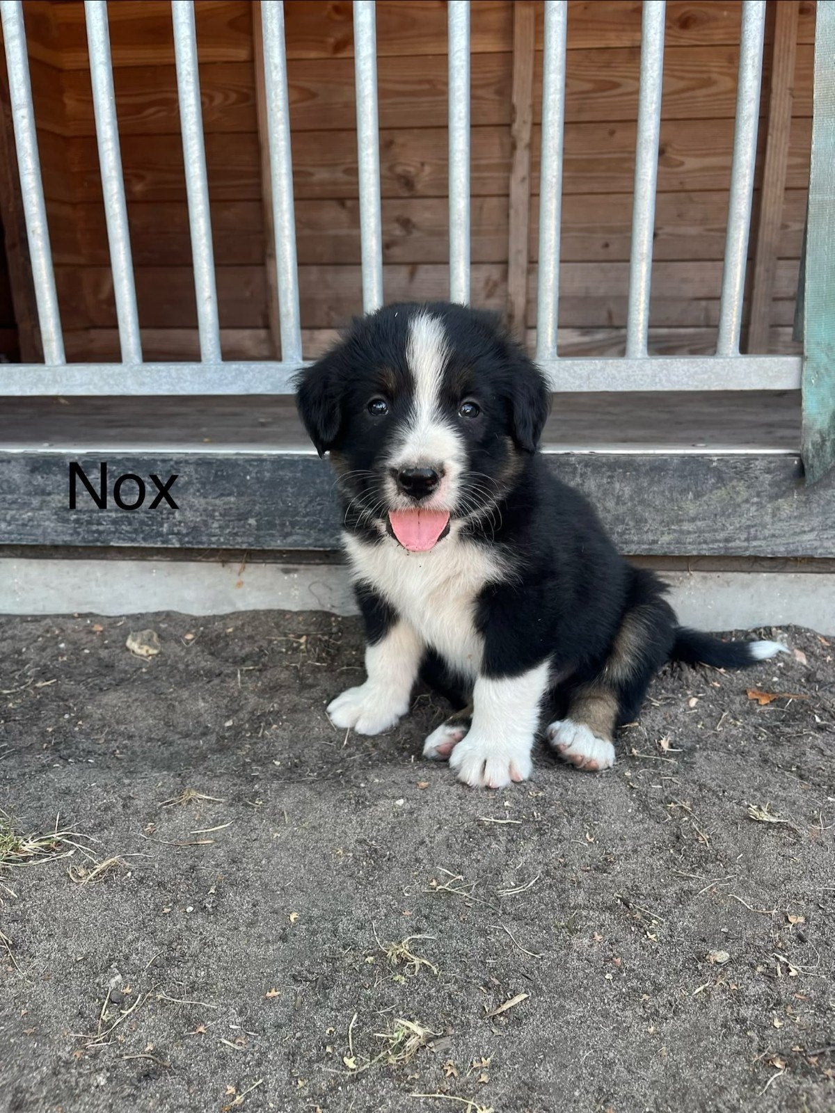 Berner sennen pup, Dieren en Toebehoren, Parvo, 8 tot 15 weken, Groot, Meerdere
