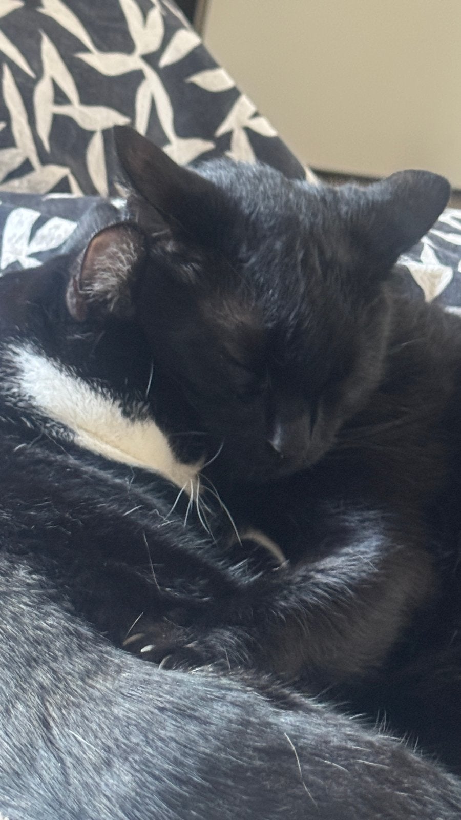 Zwarte Kitten Gratis, Dieren en Toebehoren, Katten en Kittens | Raskatten | Korthaar, Kater