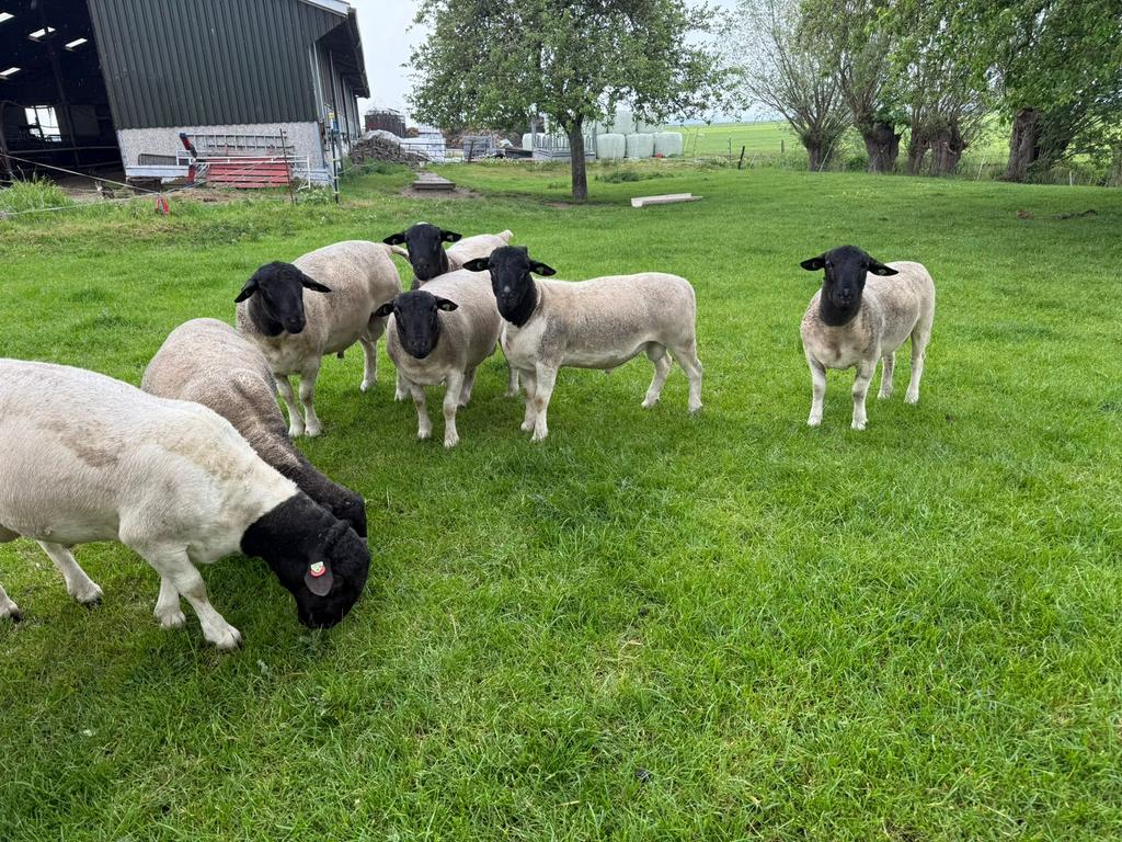 Dorper rammen, Dieren en Toebehoren, Mannelijk, Schaap