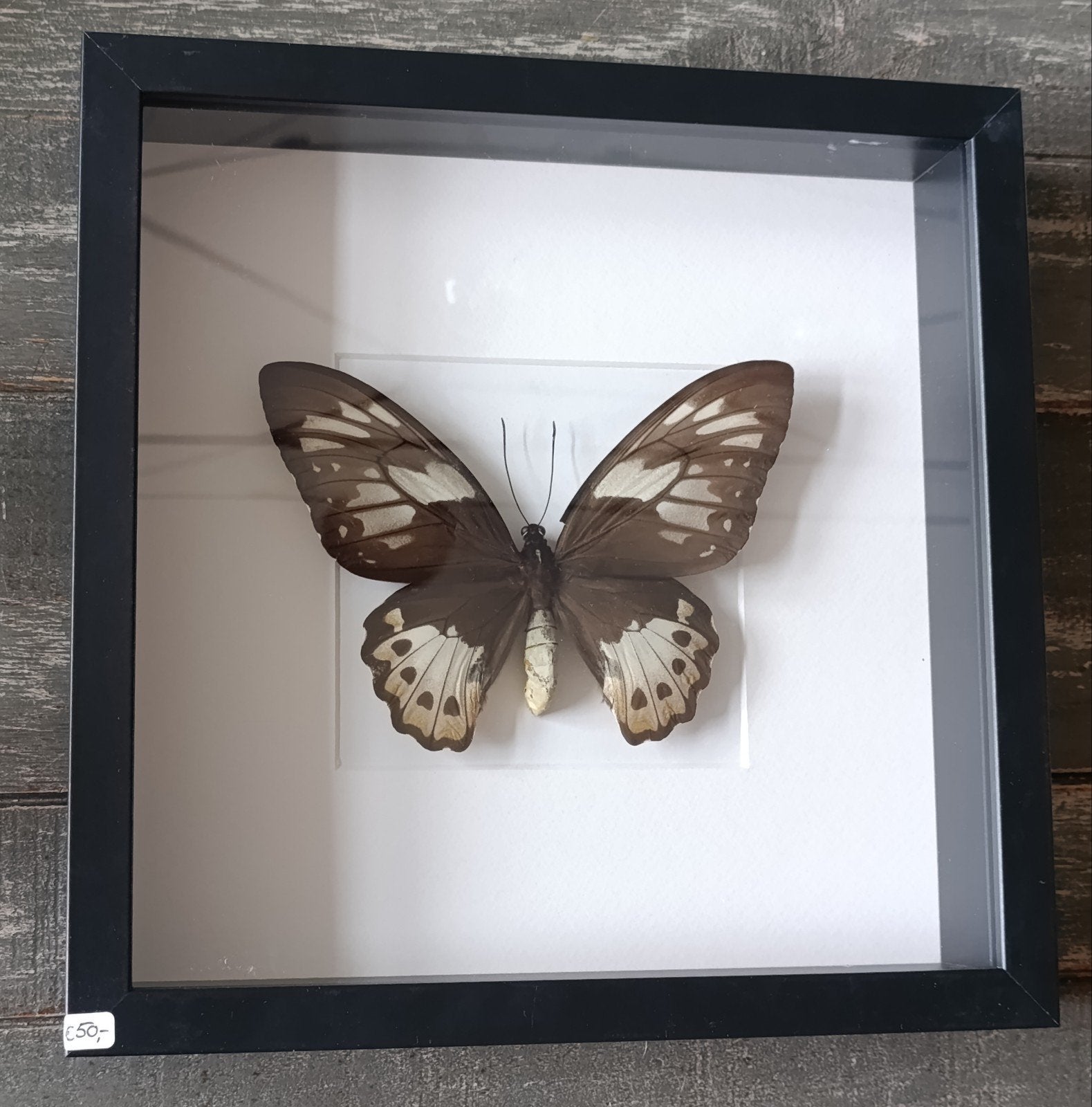 Vlinder - Ornithoptera Priamus Poseidon (vrouw) - in lijst!, Verzamelen, Ophalen, Insect, Opgezet dier