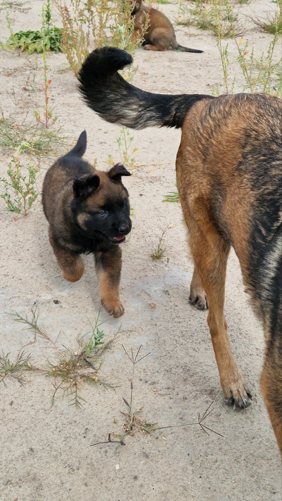 4X Herders pups moeder mechel vader hollander, Dieren en Toebehoren, Honden | Herdershonden en Veedrijvers, Reu, 8 tot 15 weken