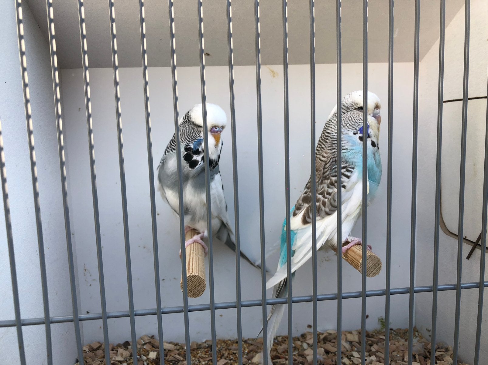 Engelse parkieten, Meerdere dieren, Parkiet