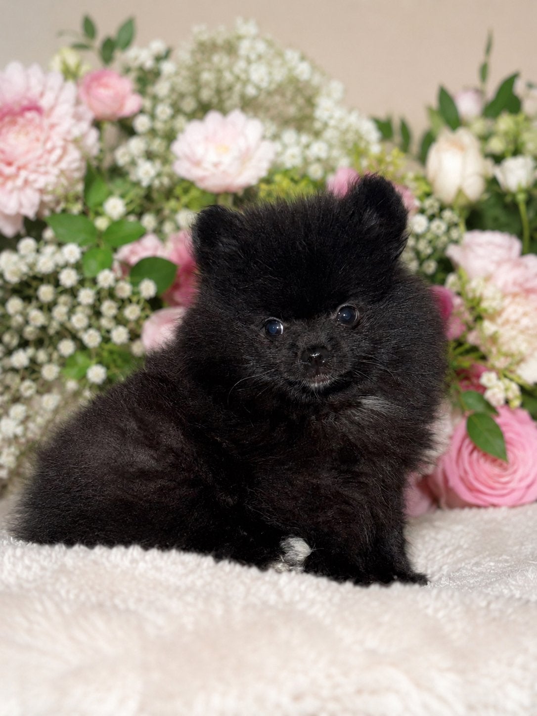 Prachtige pomeriaan reu puppy, Parvo, Keeshond, Reu, 8 tot 15 weken