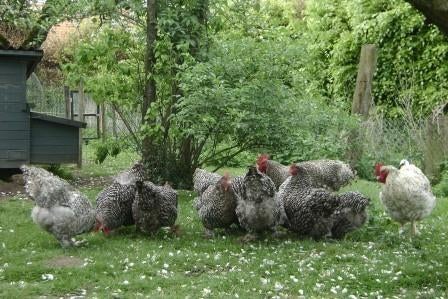Broedeieren Mechelse Koekoek, Dieren en Toebehoren, Pluimvee, Geslacht onbekend, Kip