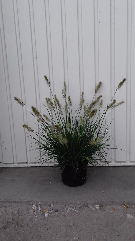 siergras pennisetum little bunny, Tuin en Terras, Vaste plant, Halfschaduw, Zomer, Ophalen