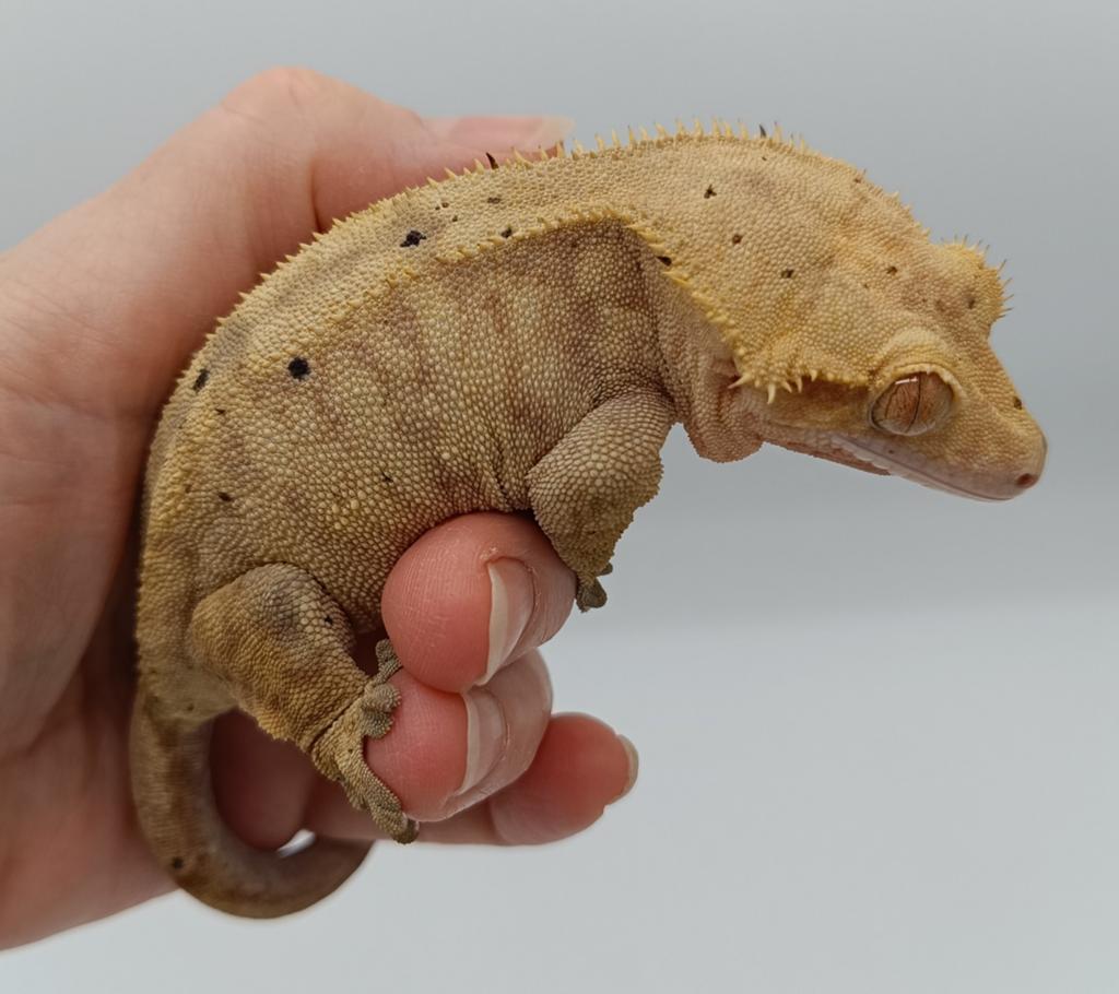 Wimpergekko vrouw phantom tiger, Dieren en Toebehoren, Hagedis, Tam, 7 tot 10 jaar