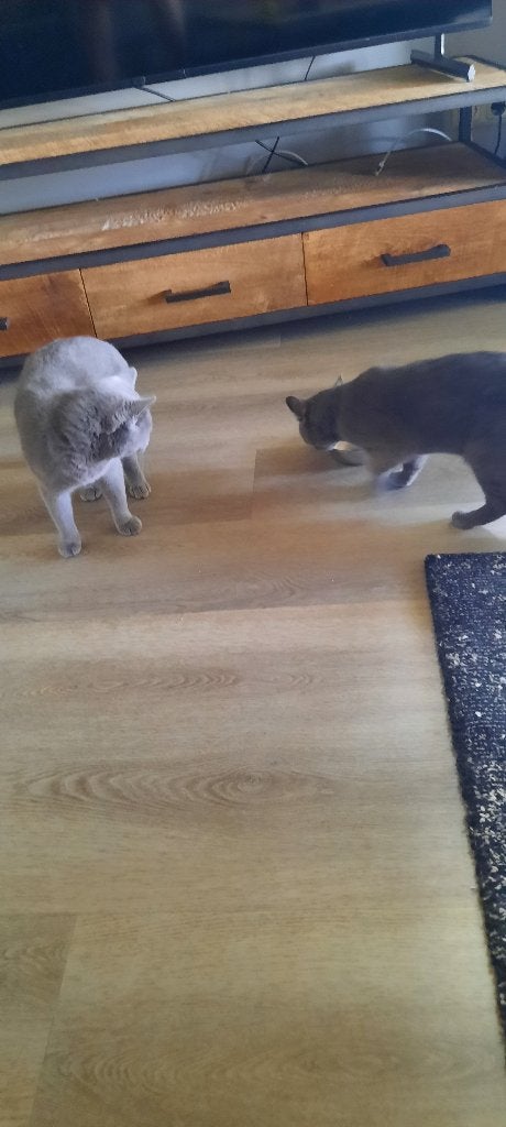 2 jonge poezen, britse korthaar, Dieren en Toebehoren, Katten en Kittens | Raskatten | Korthaar, Poes, Ontwormd, 0 tot 2 jaar