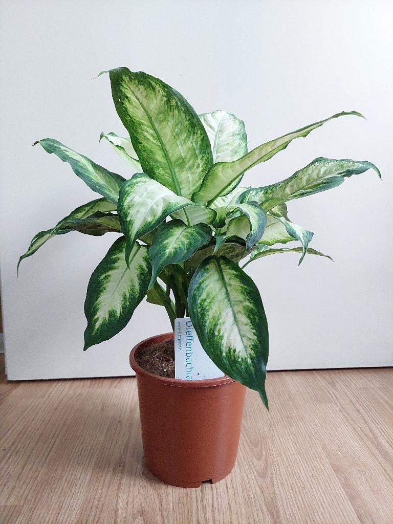 Dieffenbachia Camilla - Dief van Baghdad H: 50 cm., Huis en Inrichting, Ophalen, Overige soorten, Halfschaduw, Minder dan 100 cm