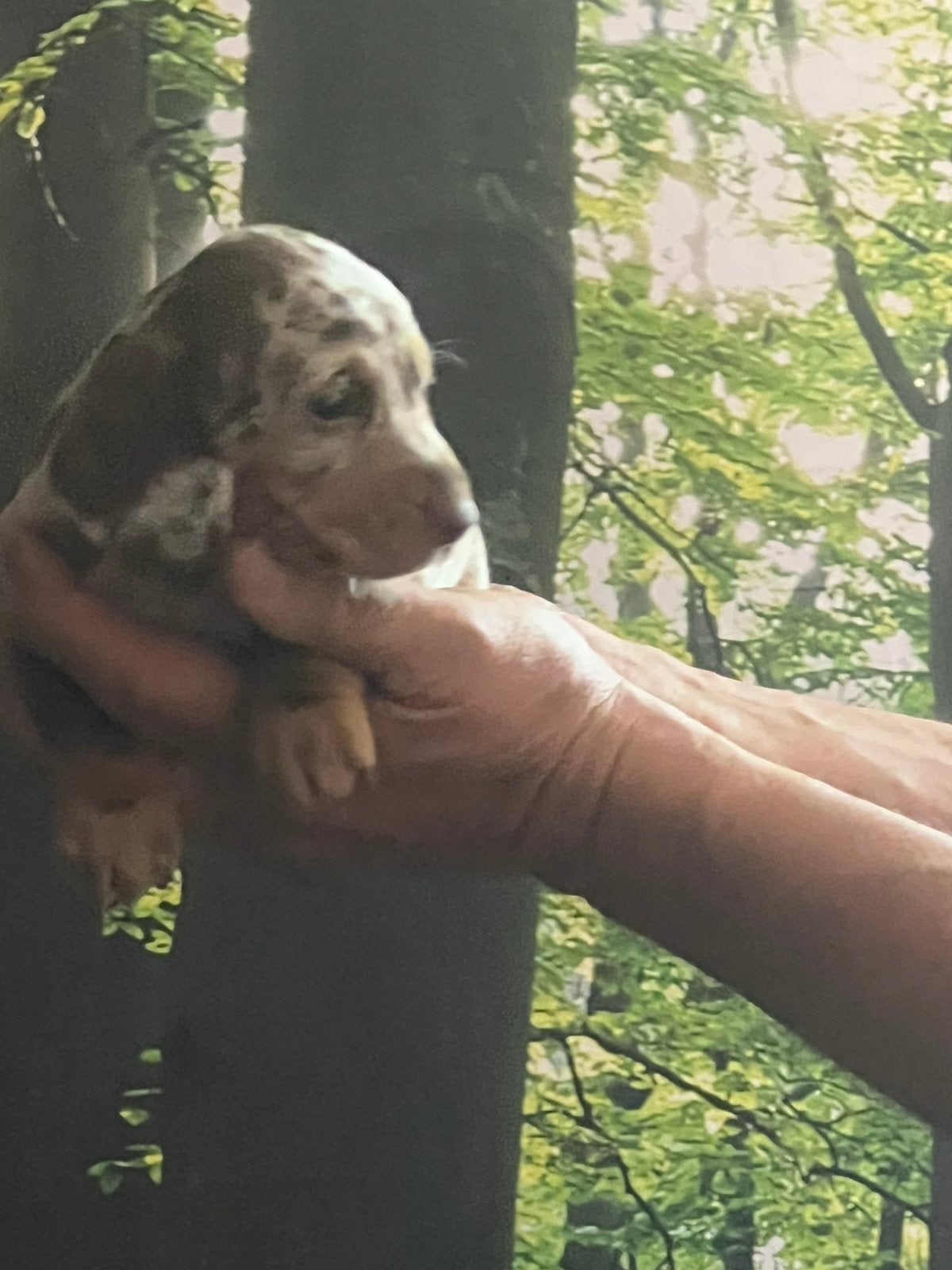 Teckelpups reutjes merle en 1 choco, Parvo, Reu, 8 tot 15 weken, Korthaar