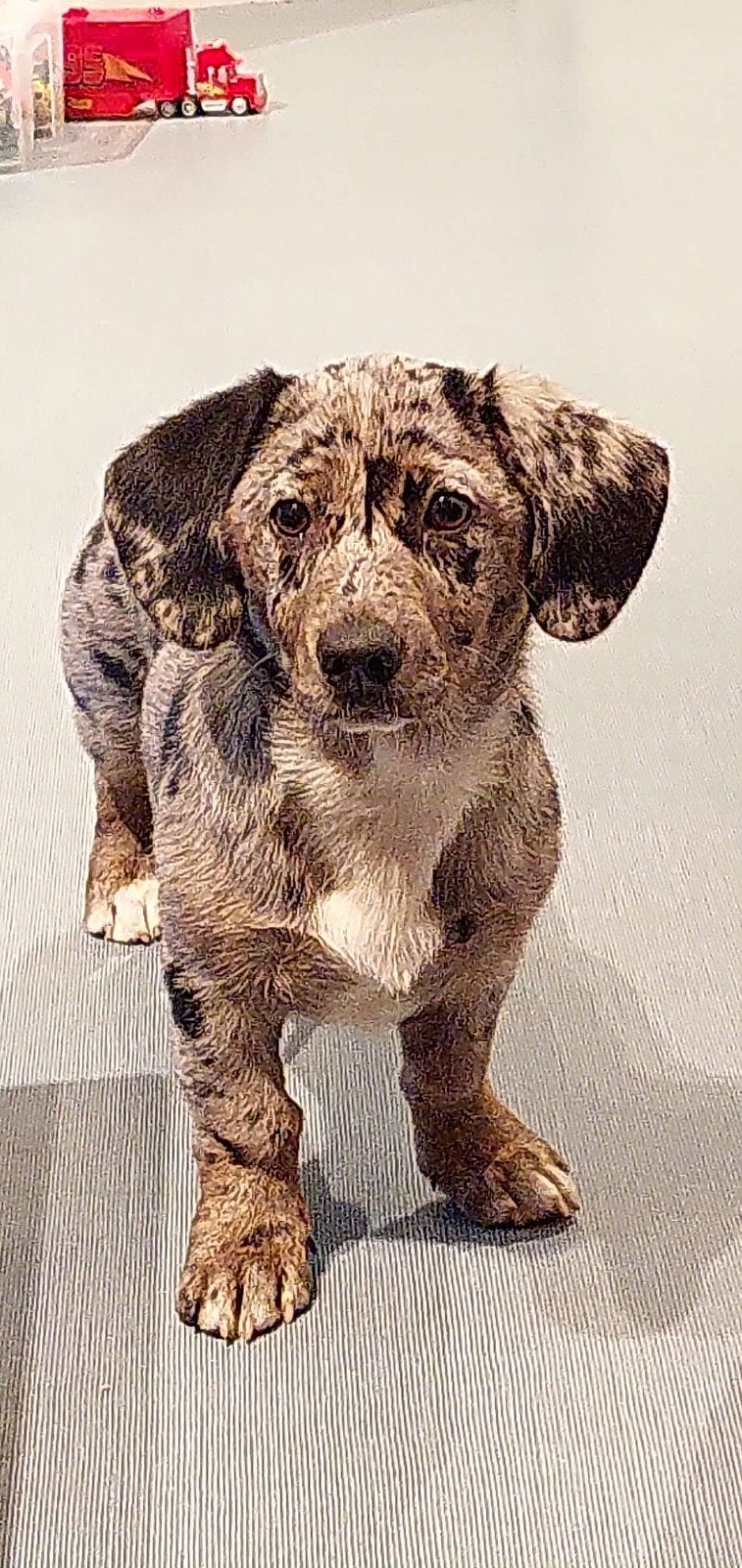 Allerliefste hond herpl.  kruising met een beetje tekkel, Dieren en Toebehoren, Teef, Eén hond, CDV (hondenziekte), 3 tot 5 jaar