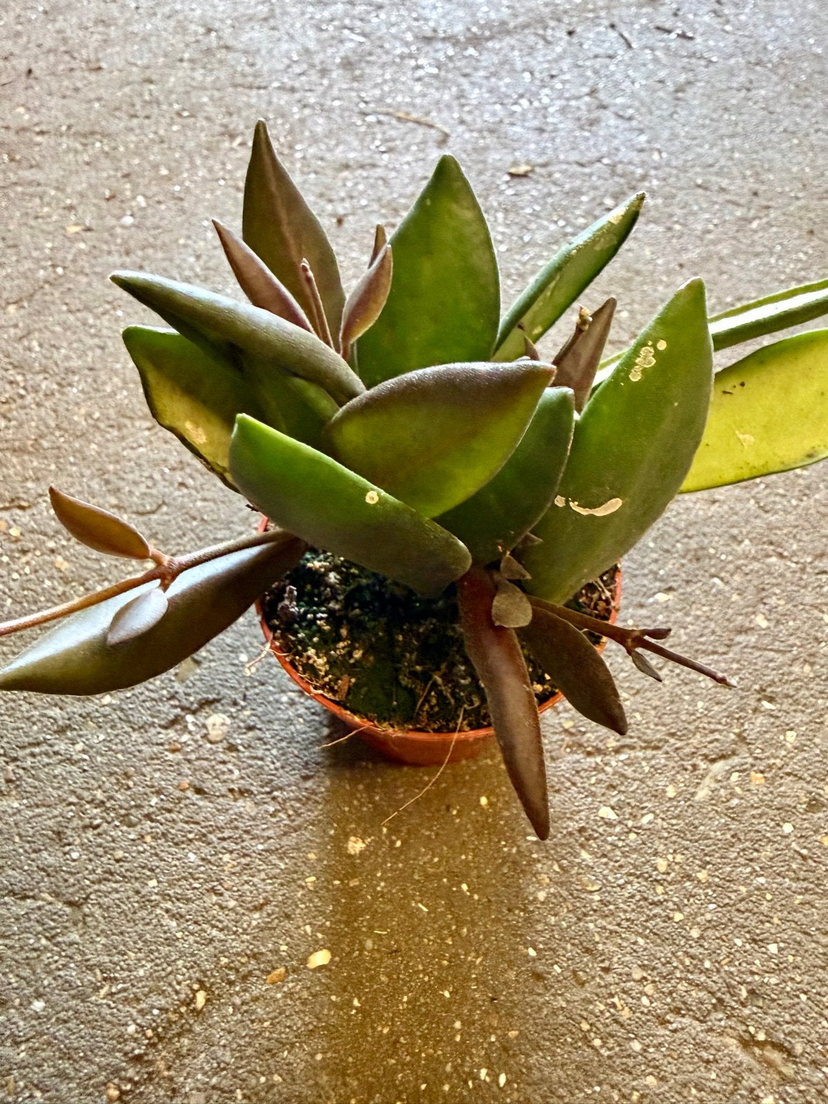Hoya bilobata p6, Ophalen of Verzenden