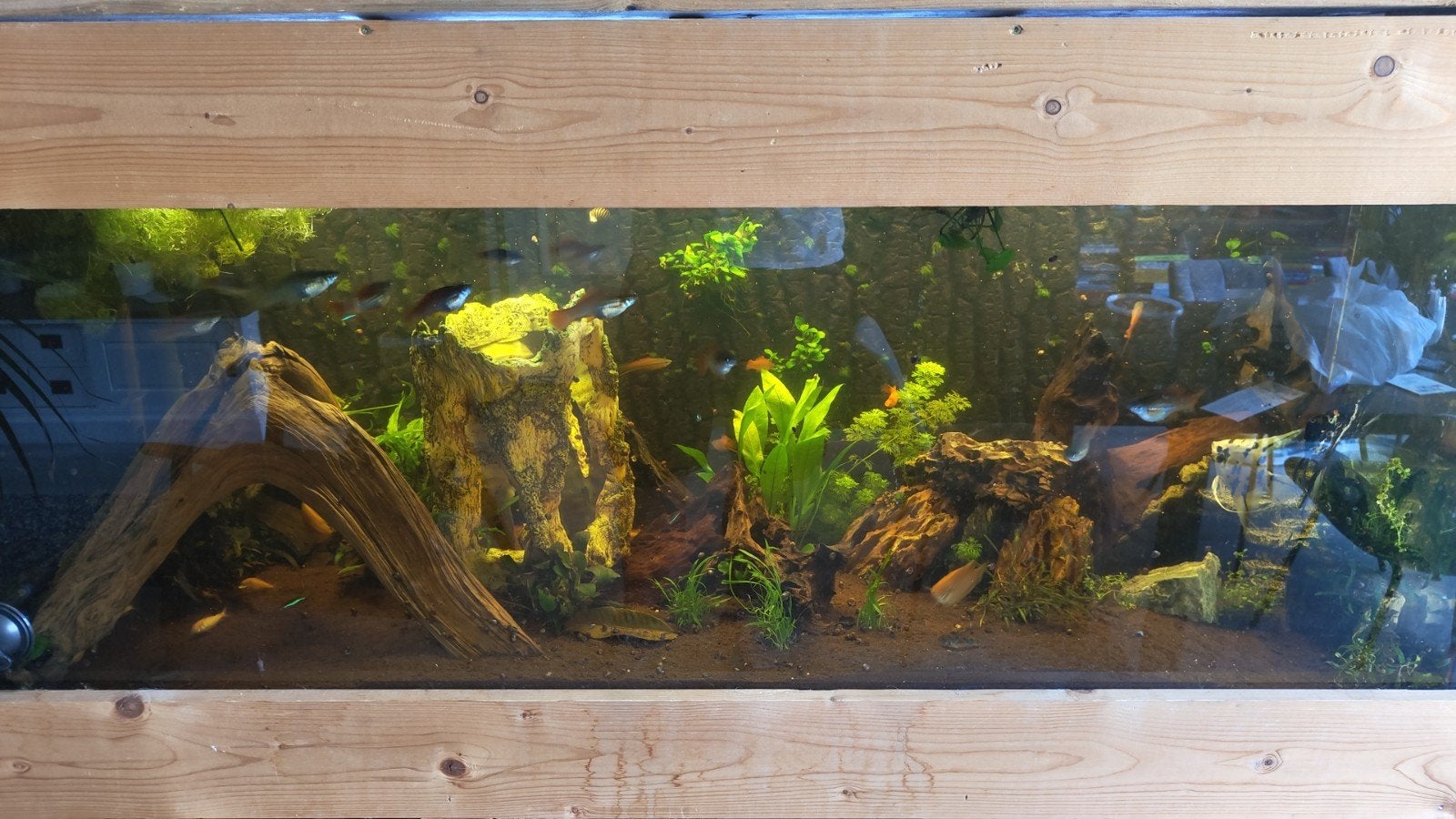 Juwel 450 liter aquarium met houten frame – klus/project, Dieren en Toebehoren, Vissen | Aquaria en Toebehoren, Ophalen, Gebruikt
