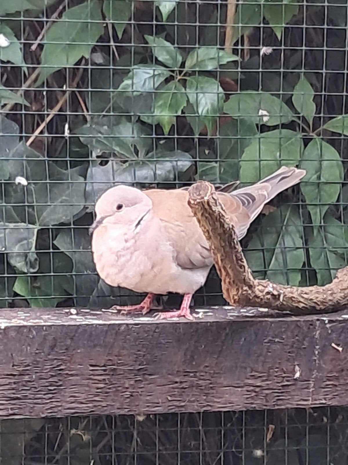 tortel-/lachduifjes, Meerdere dieren, Tortelduif