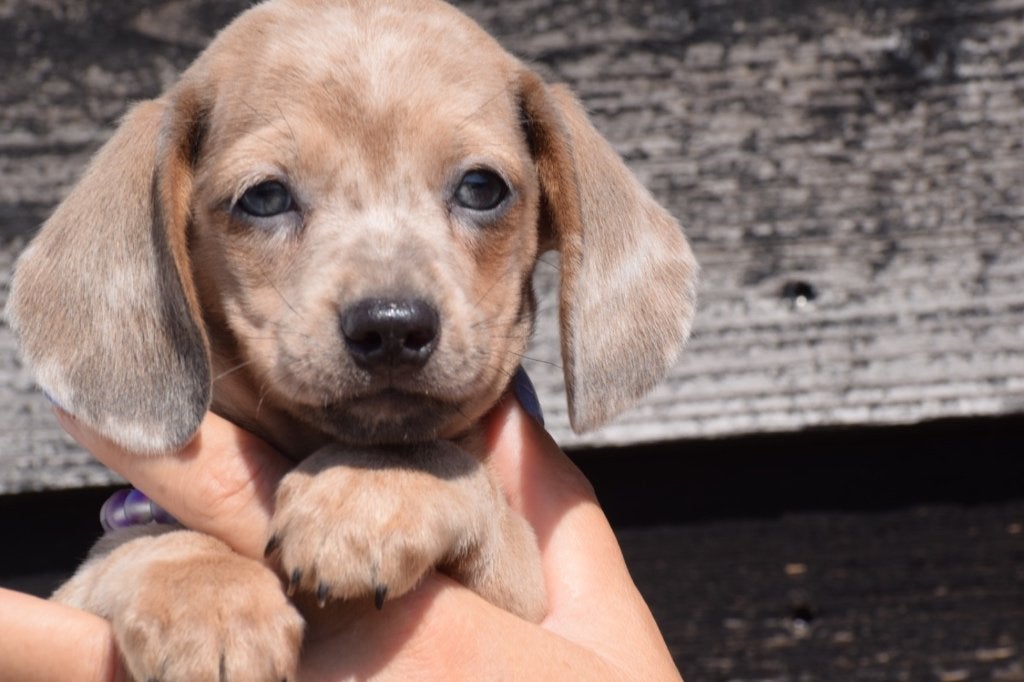 Teckel pups diverste kleuren, Dieren en Toebehoren, Honden | Teckels en Dashonden, België, 8 tot 15 weken, Korthaar, Dwerg