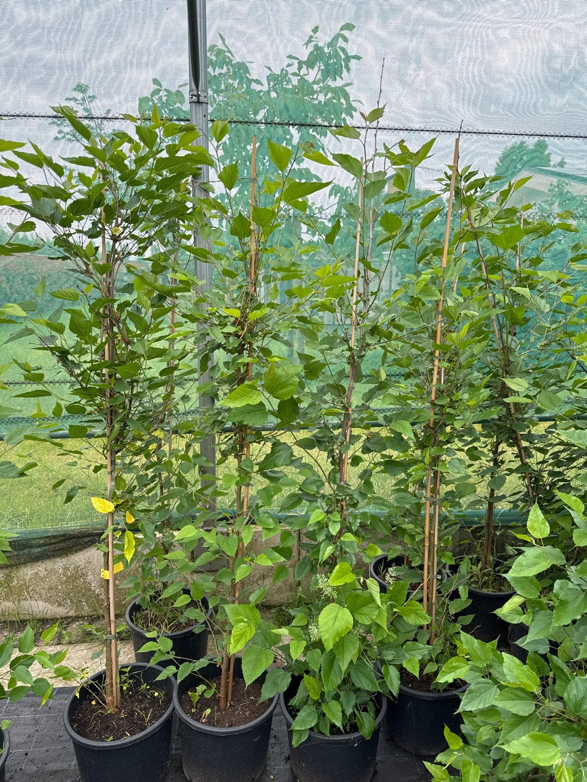 Morus Mojo moerbei 150/175 cm in 15 liter pot, Ophalen, Volle zon, Vaste plant, Fruitplanten