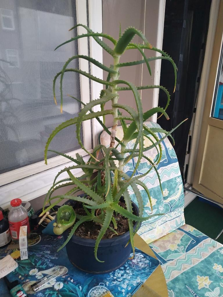 Aloe Arborescens, Huis en Inrichting, Kamerplanten, Overige soorten, Minder dan 100 cm, Groene kamerplant, Halfschaduw, In pot