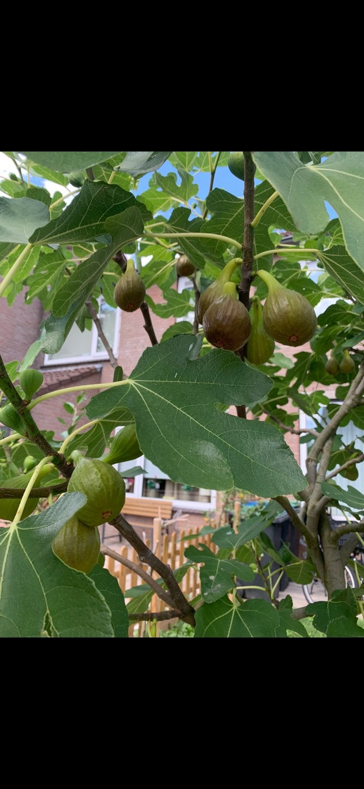 Vijgenboom in pot, Ophalen, Lente, In pot, Vijgenboom