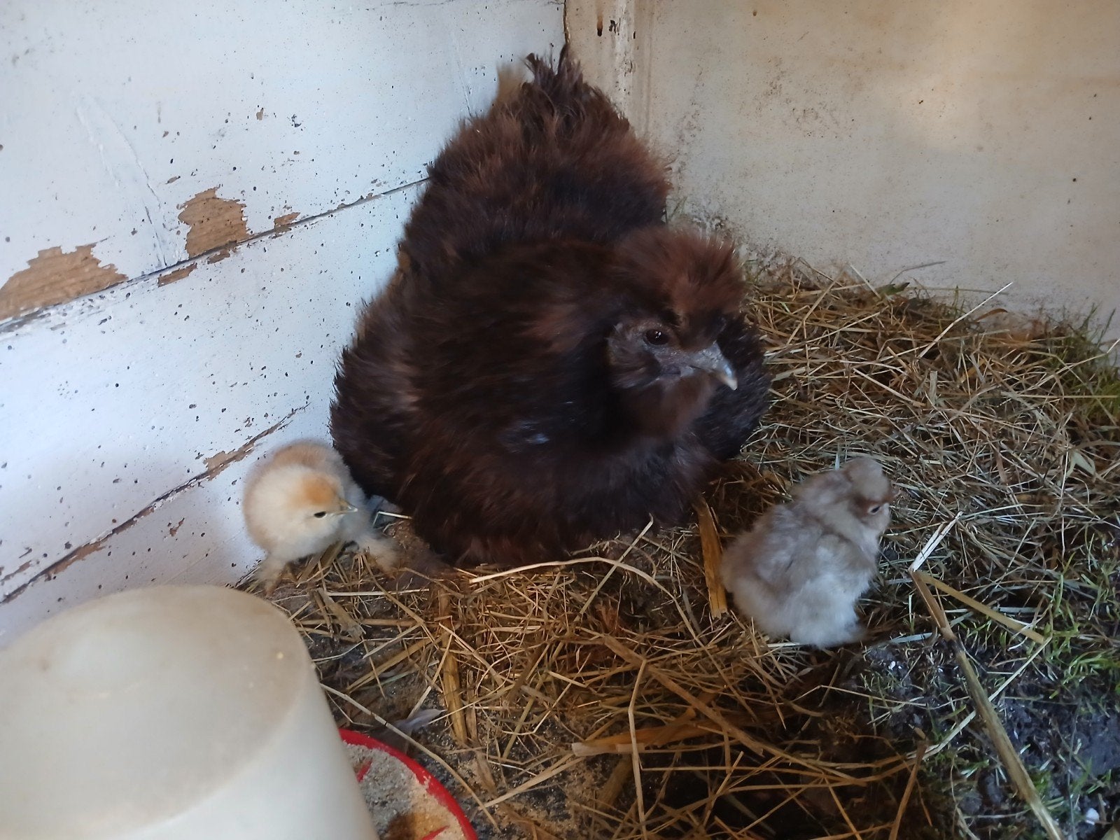 broedeieren zijdehoenders, Dieren en Toebehoren, Pluimvee, Geslacht onbekend, Kip