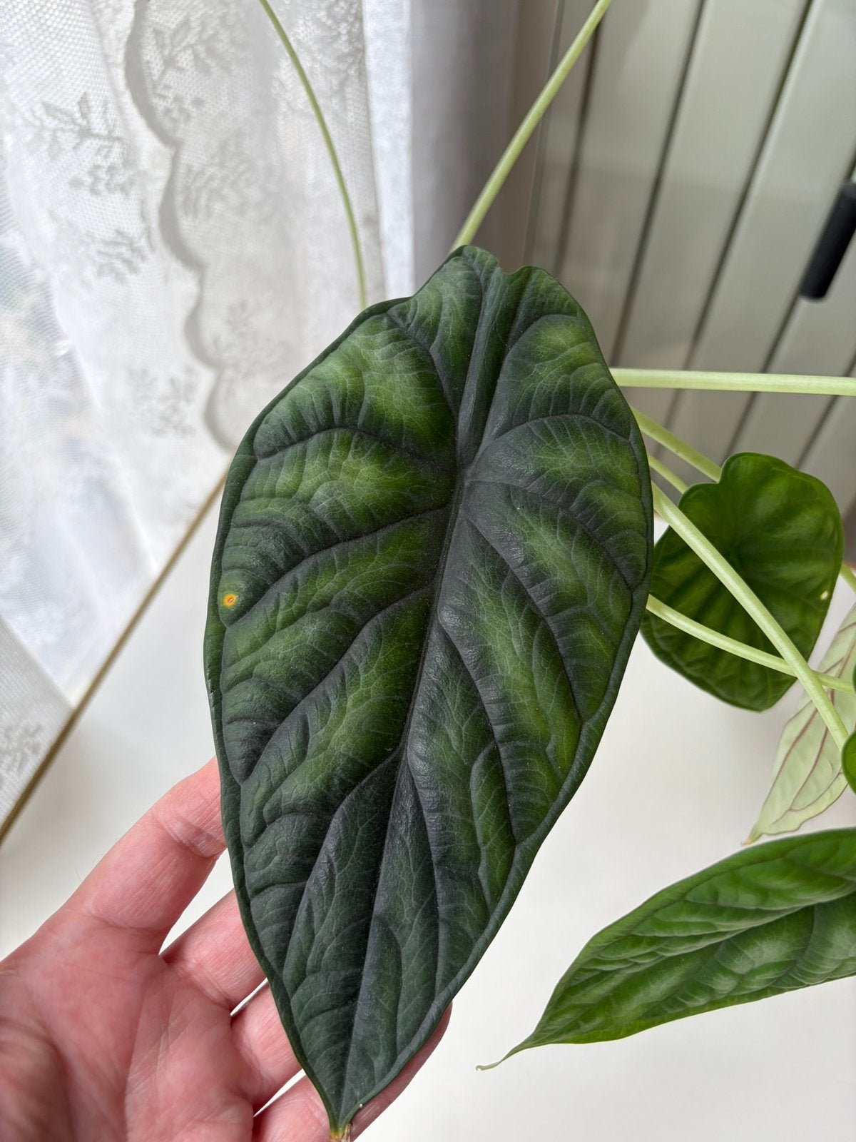 Alocisia Dragon Scale, Ophalen, Halfschaduw, Minder dan 100 cm