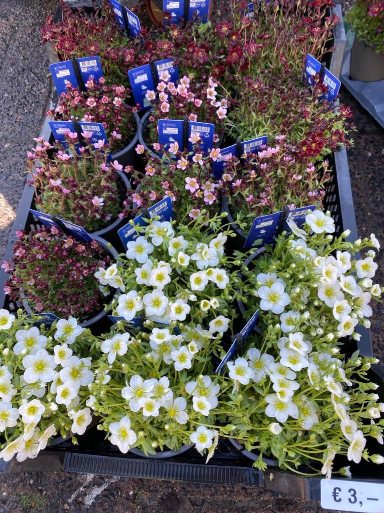 Saxifraga ardensii - Rotsplant voor zon en halfschaduw, Ophalen, Bodembedekkers, Volle zon, Vaste plant
