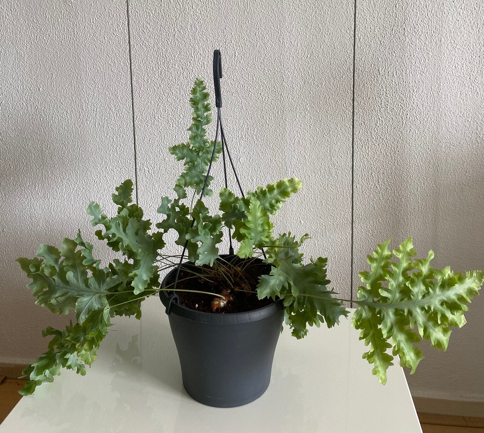 Phlebodium Blue Star, inclusief hangpot., Huis en Inrichting, Kamerplanten, Ophalen of Verzenden, In pot, Minder dan 100 cm